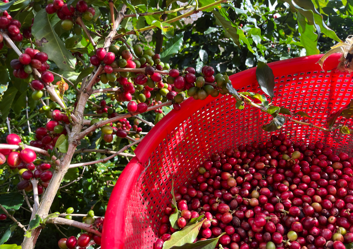 Bamboo Bob Coffee — фото 3