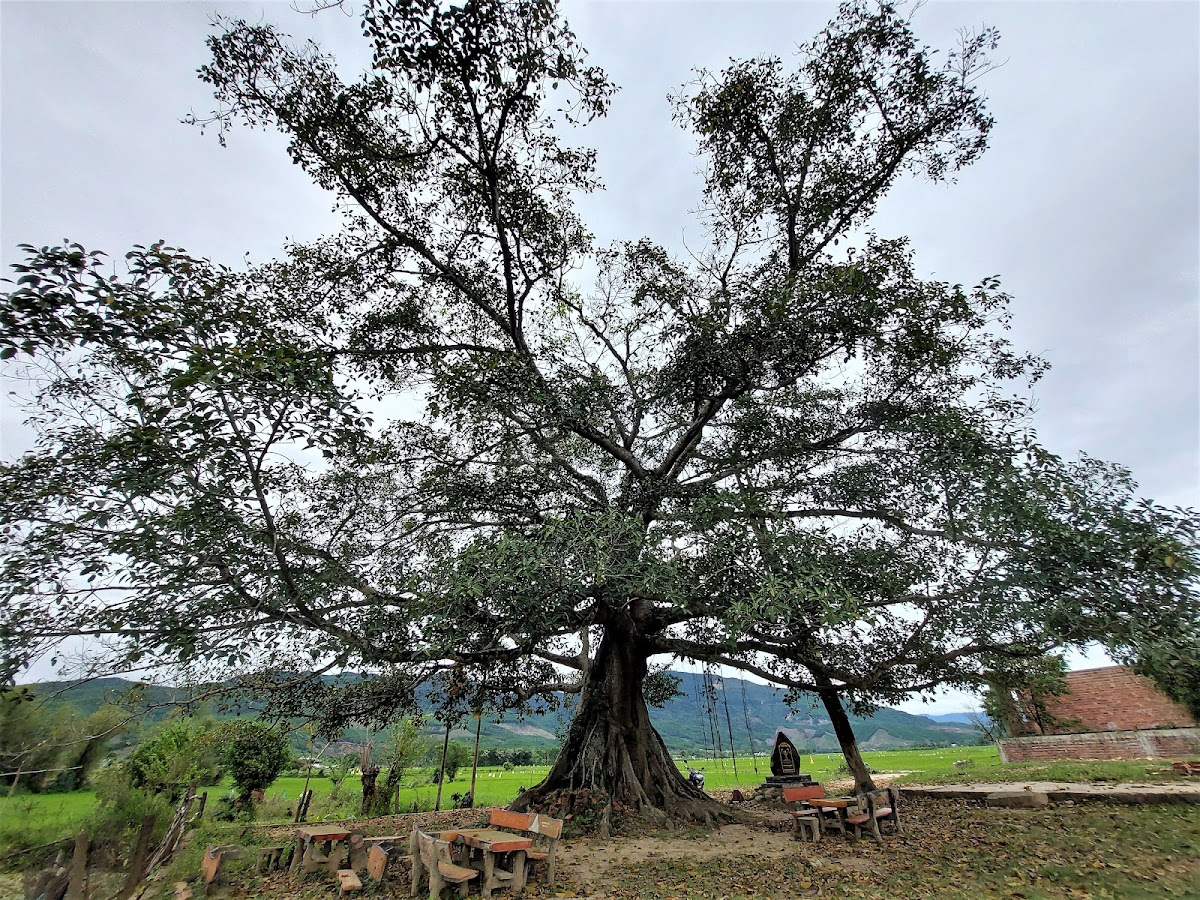 Cây đa đại thụ