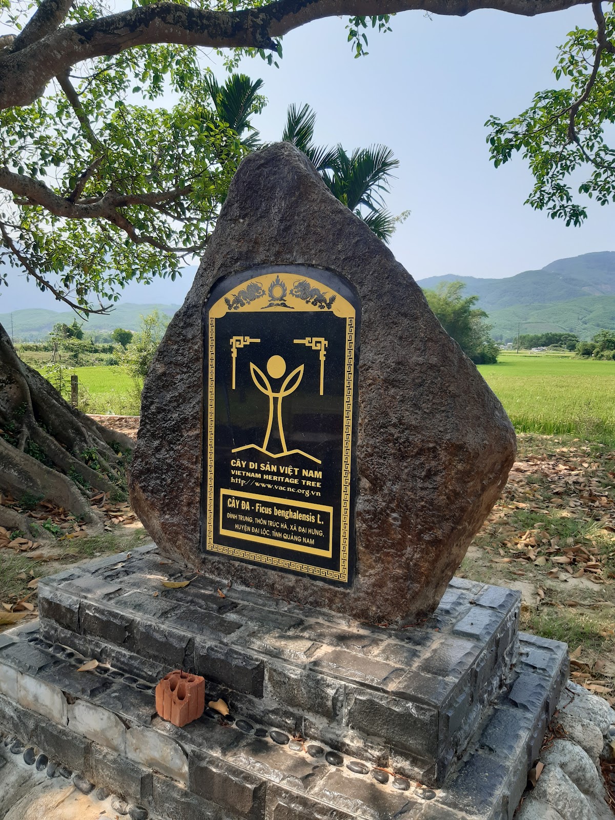 Cây đa đại thụ — фото 2