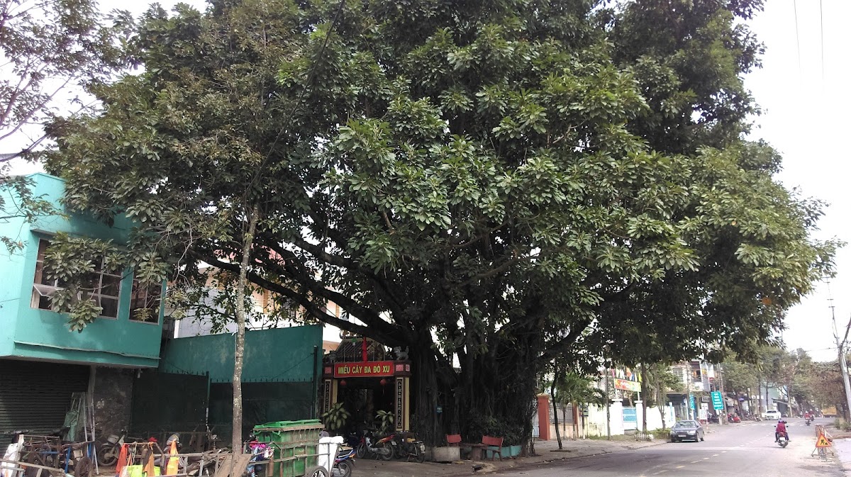 Cây đa Đò Xu