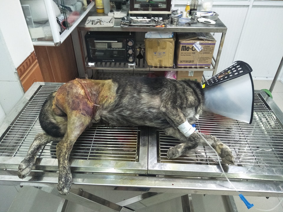 Dr Hung Veterinary — фото 3