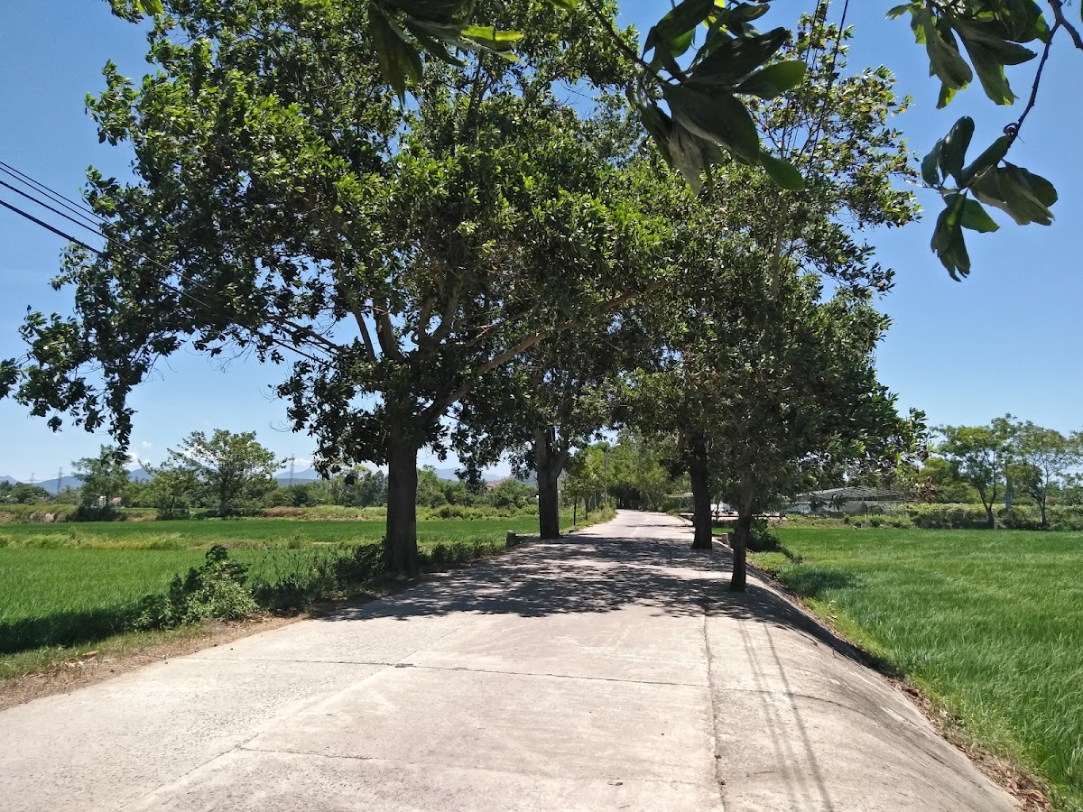 Làng chiếu Cẩm Nê — photo 2