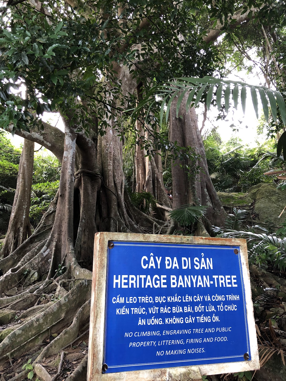 Cây Đa Ngàn Năm